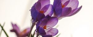 Preview wallpaper crocuses, flowers, drops, macro, spring