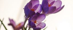 Preview wallpaper crocuses, flowers, drops, macro, spring