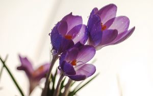 Preview wallpaper crocuses, flowers, drops, macro, spring