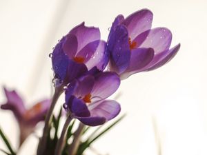 Preview wallpaper crocuses, flowers, drops, macro, spring