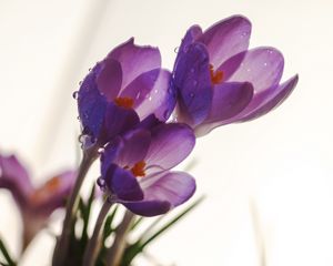 Preview wallpaper crocuses, flowers, drops, macro, spring