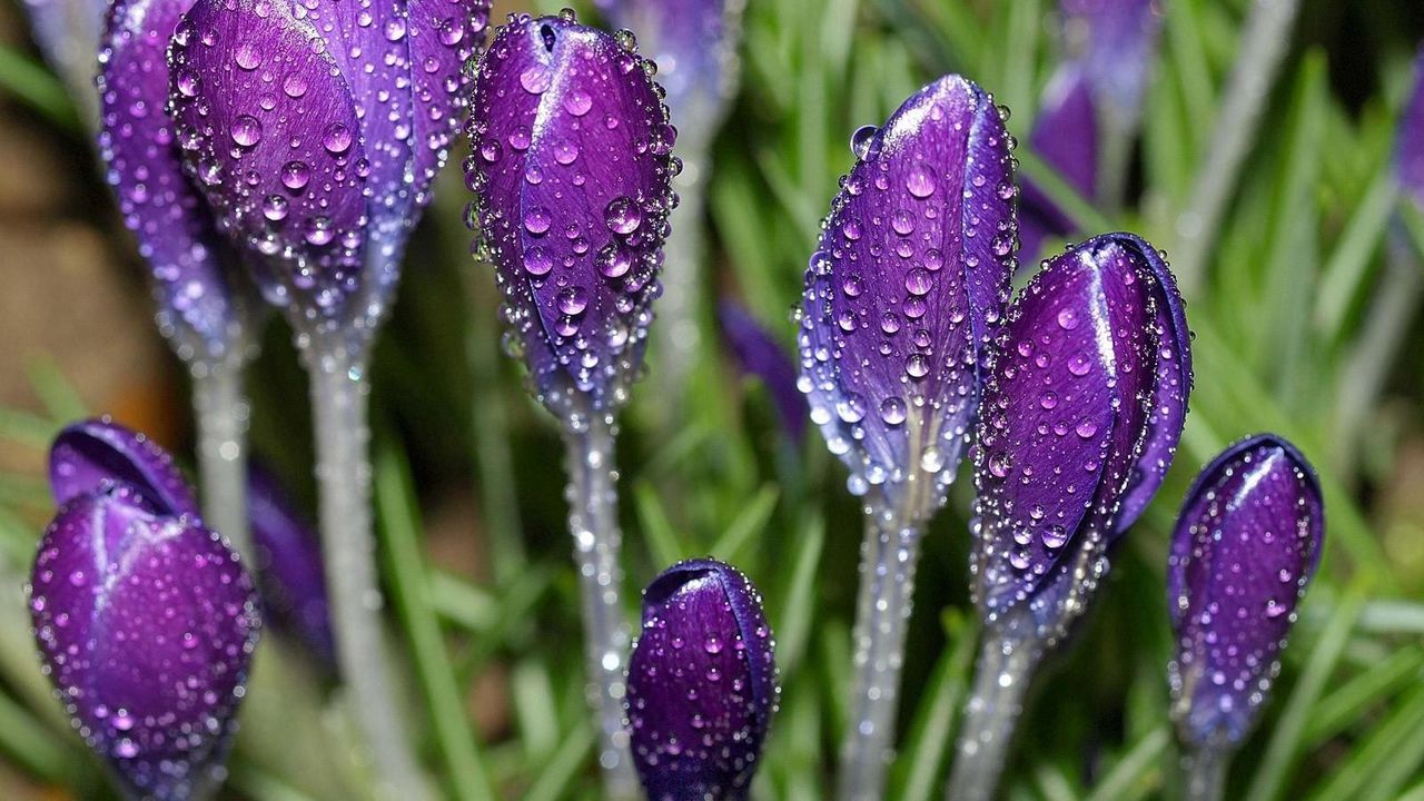 Wallpaper crocuses, flowers, drops, fresh, primrose