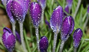 Preview wallpaper crocuses, flowers, drops, fresh, primrose