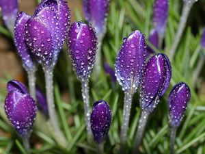 Preview wallpaper crocuses, flowers, drops, fresh, primrose