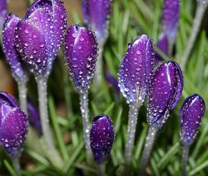 Preview wallpaper crocuses, flowers, drops, fresh, primrose