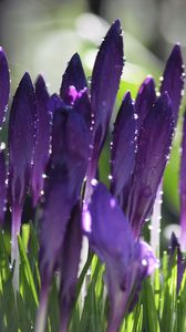 Preview wallpaper crocuses, flowers, drops, water, purple