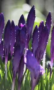 Preview wallpaper crocuses, flowers, drops, water, purple