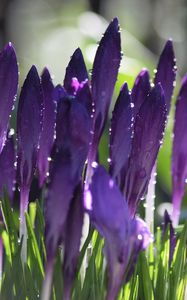 Preview wallpaper crocuses, flowers, drops, water, purple
