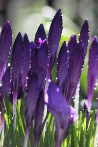 Preview wallpaper crocuses, flowers, drops, water, purple
