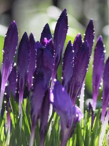 Preview wallpaper crocuses, flowers, drops, water, purple