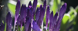 Preview wallpaper crocuses, flowers, drops, water, purple
