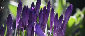Preview wallpaper crocuses, flowers, drops, water, purple