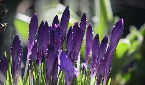 Preview wallpaper crocuses, flowers, drops, water, purple