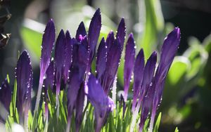Preview wallpaper crocuses, flowers, drops, water, purple