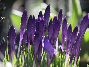 Preview wallpaper crocuses, flowers, drops, water, purple