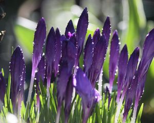 Preview wallpaper crocuses, flowers, drops, water, purple