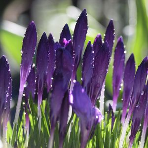 Preview wallpaper crocuses, flowers, drops, water, purple