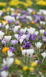 Preview wallpaper crocuses, flowers, field, macro, colorful