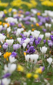 Preview wallpaper crocuses, flowers, field, macro, colorful
