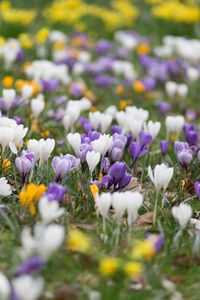 Preview wallpaper crocuses, flowers, field, macro, colorful