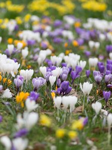 Preview wallpaper crocuses, flowers, field, macro, colorful