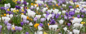 Preview wallpaper crocuses, flowers, field, macro, colorful
