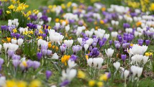 Preview wallpaper crocuses, flowers, field, macro, colorful