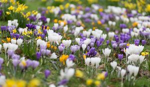 Preview wallpaper crocuses, flowers, field, macro, colorful