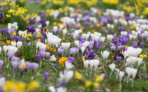 Preview wallpaper crocuses, flowers, field, macro, colorful