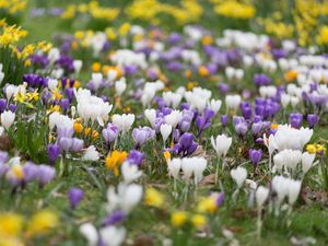 Preview wallpaper crocuses, flowers, field, macro, colorful