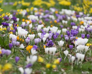 Preview wallpaper crocuses, flowers, field, macro, colorful