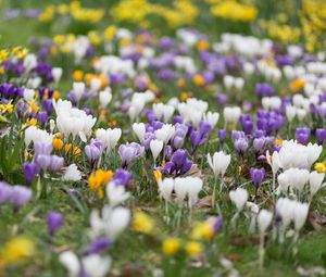 Preview wallpaper crocuses, flowers, field, macro, colorful