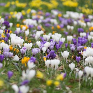 Preview wallpaper crocuses, flowers, field, macro, colorful