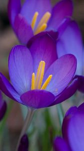 Preview wallpaper crocuses, flowers, flowing, stamen, close-up