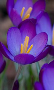 Preview wallpaper crocuses, flowers, flowing, stamen, close-up