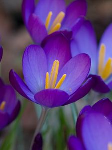 Preview wallpaper crocuses, flowers, flowing, stamen, close-up