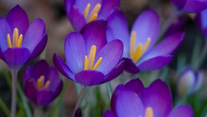 Preview wallpaper crocuses, flowers, flowing, stamen, close-up