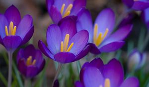 Preview wallpaper crocuses, flowers, flowing, stamen, close-up