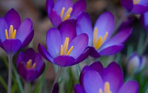 Preview wallpaper crocuses, flowers, flowing, stamen, close-up