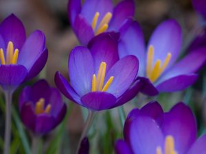 Preview wallpaper crocuses, flowers, flowing, stamen, close-up