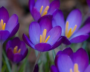 Preview wallpaper crocuses, flowers, flowing, stamen, close-up