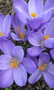 Preview wallpaper crocuses, flowers, flowing, primroses, spring