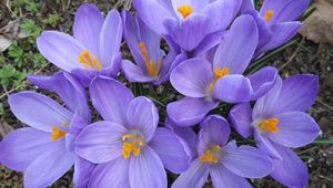 Preview wallpaper crocuses, flowers, flowing, primroses, spring