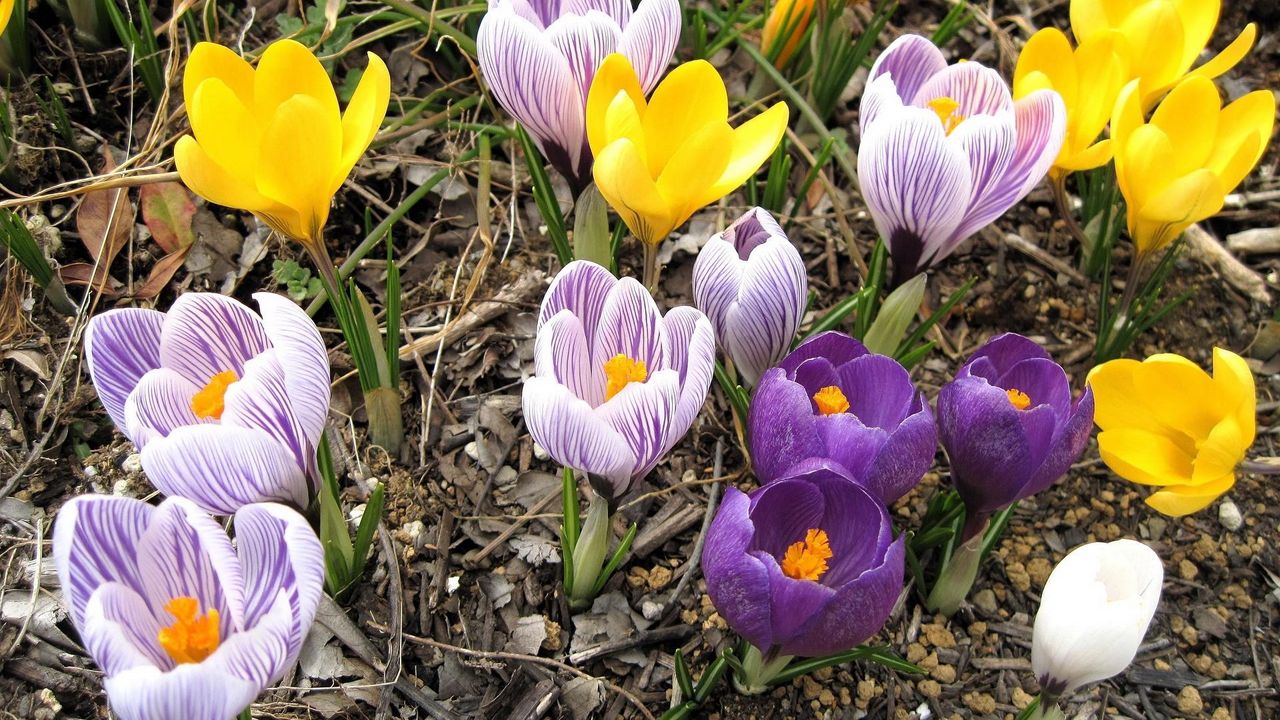 Wallpaper crocuses, flowers, flowing, spring, primroses