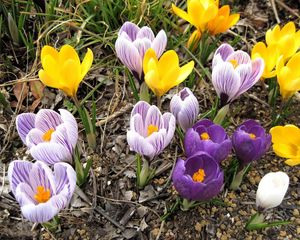 Preview wallpaper crocuses, flowers, flowing, spring, primroses