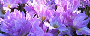 Preview wallpaper crocuses, flowers, flowing, primroses, spring