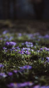 Preview wallpaper crocuses, flowers, glade, macro, purple