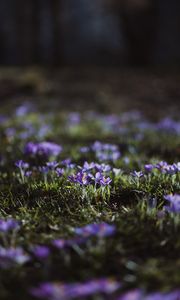 Preview wallpaper crocuses, flowers, glade, macro, purple