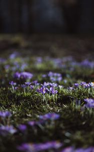 Preview wallpaper crocuses, flowers, glade, macro, purple