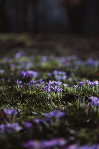 Preview wallpaper crocuses, flowers, glade, macro, purple